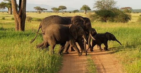1 Day Safari In Tarangire National Park, Start Arusha - July 2026