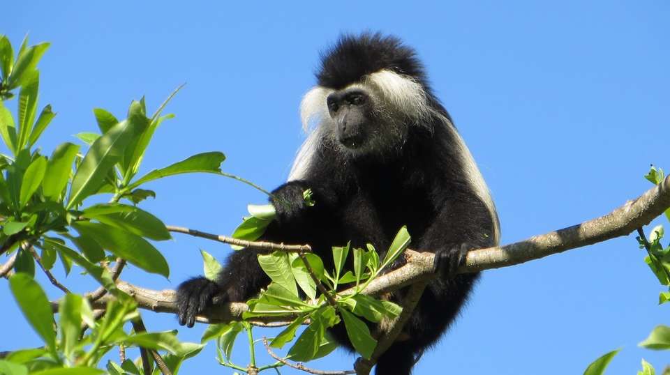 1 Day Safari in Tarangire National Park, start Arusha - Enosa Expeditions - Tanzania - Image 3