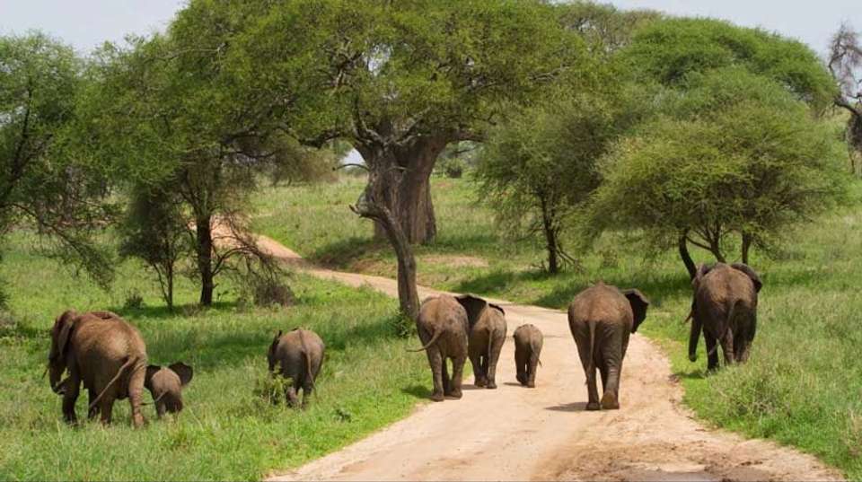 1-Day Safari to Tarangire National Park - Dahlia Africa - Tanzania - Image 2