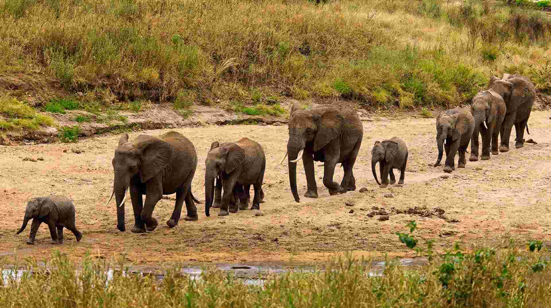 1-Day Safari to Tarangire National Park