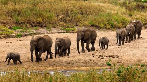 Tanzania Wildlife Safaris And Game Drives Tour: 1-day Safari To Tarangire National Park