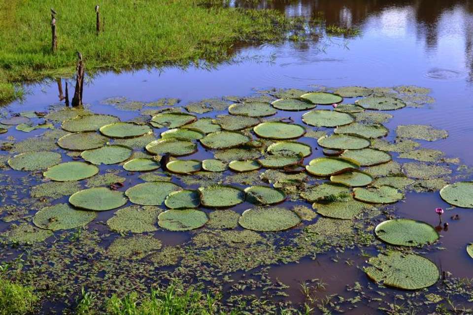 1 Night Package in Amazon Jungle with Fan - Tangol Tours - Brazil - Image 5