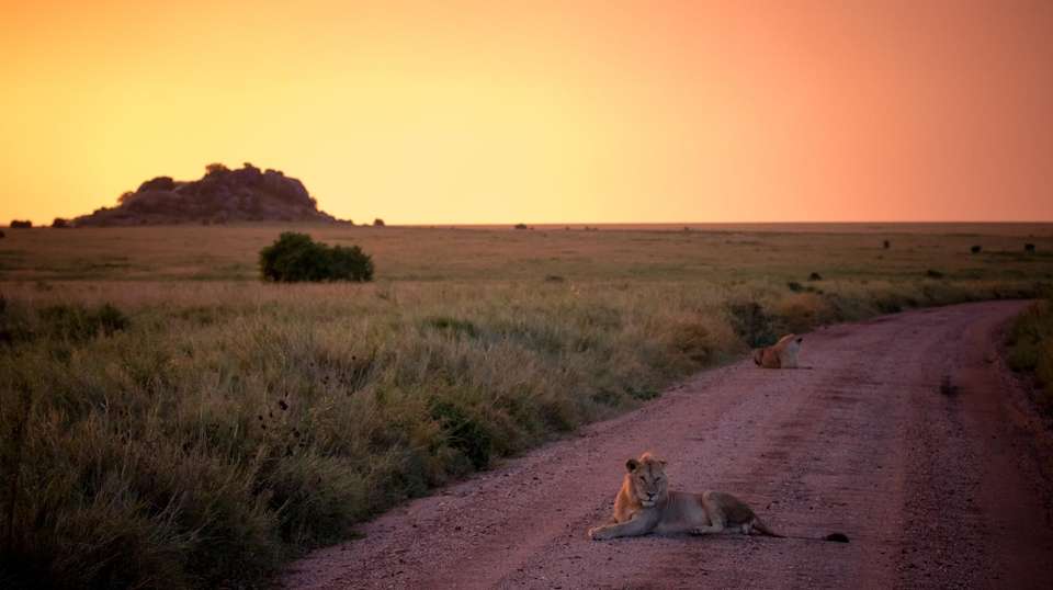 10-Day  Luxury Safari in Tanzania - Gosheni Safaris Africa - Tanzania - Image 4
