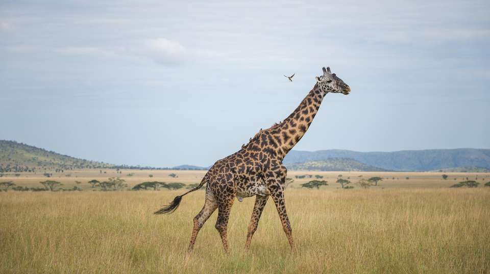10-Day  Luxury Safari in Tanzania - Gosheni Safaris Africa - Tanzania - Image 6