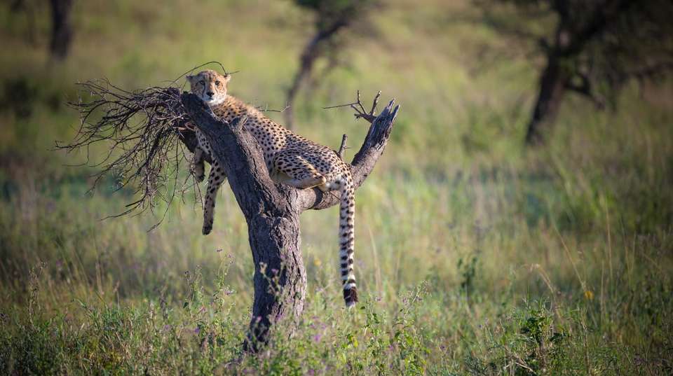 10-Day  Luxury Safari in Tanzania - Gosheni Safaris Africa - Tanzania - Image 7
