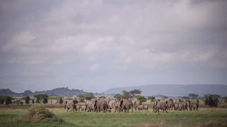 10-Day  Luxury Safari in Tanzania - Gosheni Safaris Africa - Tanzania - Image 9