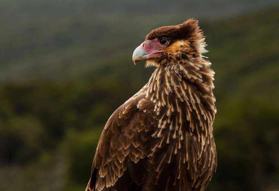 10-day Patagonia & Buenos Aires Journey, Private Tour, French-speaking Guide - Destination Services - Argentina - Image 5