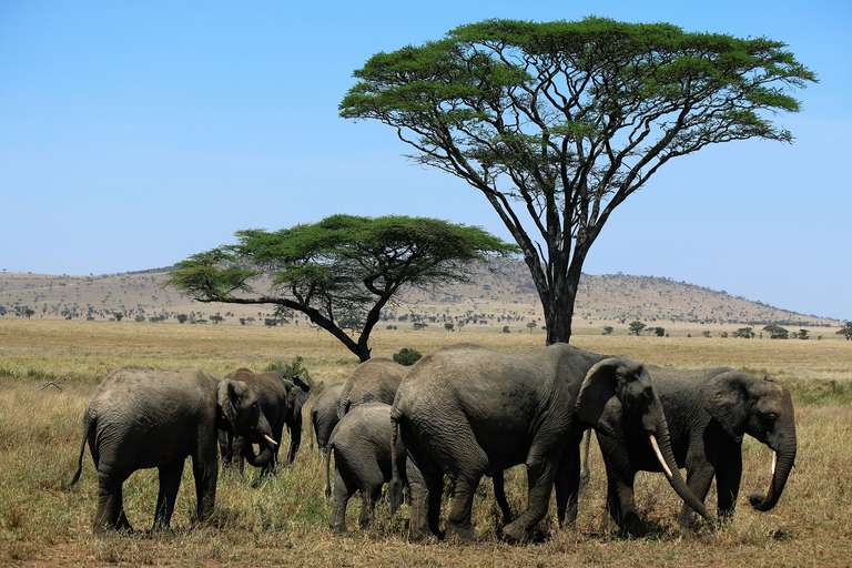 10-day Serengeti to Zanzibar Camping trip - alternative tour available