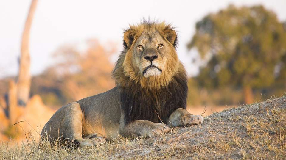 Zimbabwe Heritage and Wildlife Tour: 10 Days  - Dk Tours & Safaris - Zimbabwe - Image 2