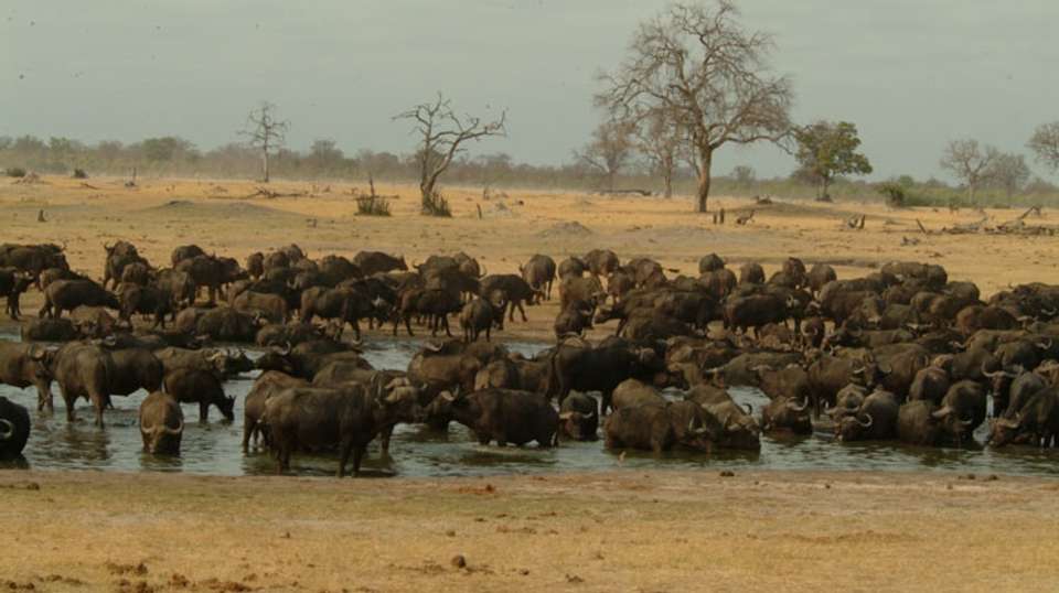 Zimbabwe Heritage and Wildlife Tour: 10 Days  - Dk Tours & Safaris - Zimbabwe - Image 9