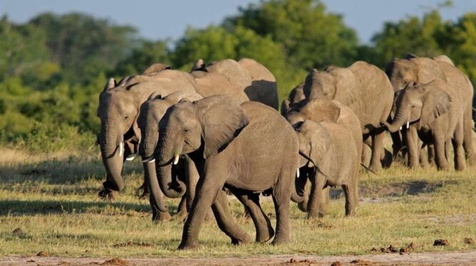 Zimbabwe Heritage and Wildlife Tour: 10 Days  - Dk Tours & Safaris - Zimbabwe - Image 8