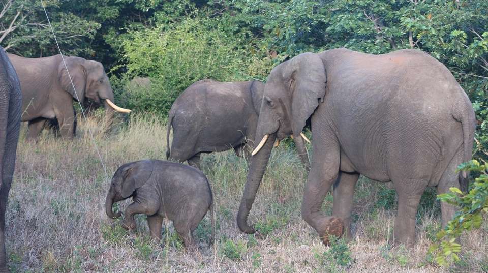 Zimbabwe Heritage and Wildlife Tour: 10 Days  - Dk Tours & Safaris - Zimbabwe - Image 7
