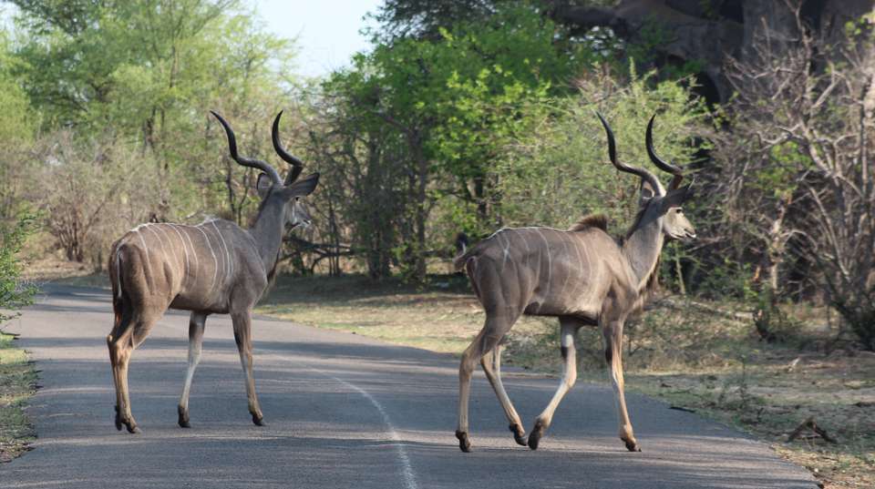 Zimbabwe Heritage and Wildlife Tour: 10 Days  - Dk Tours & Safaris - Zimbabwe - Image 6