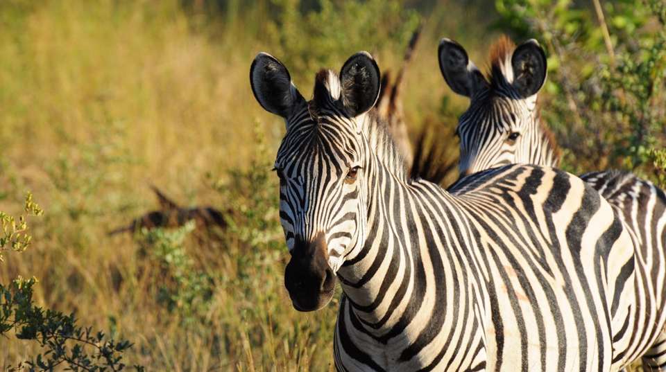 Zimbabwe Heritage and Wildlife Tour: 10 Days  - Dk Tours & Safaris - Zimbabwe - Image 5