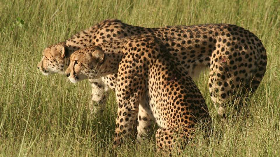 Birdwatching  & Mammals Safari | 10 Days - Expect In Africa Safari - Tanzania - Image 2