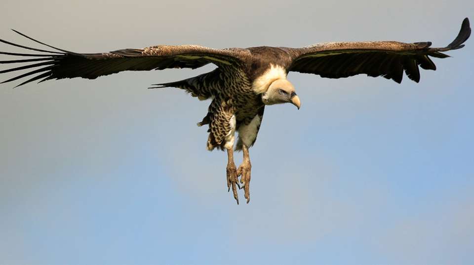 Birdwatching  & Mammals Safari | 10 Days - Expect In Africa Safari - Tanzania - Image 3