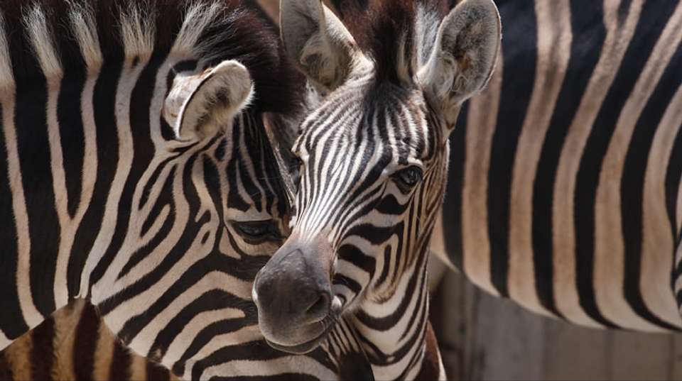 Birdwatching  & Mammals Safari | 10 Days - Expect In Africa Safari - Tanzania - Image 4