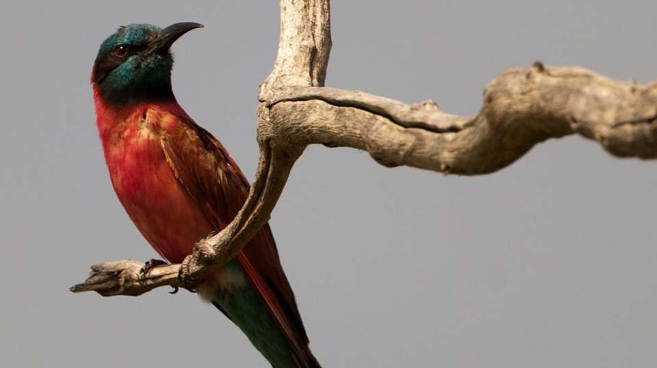 Birdwatching  & Mammals Safari | 10 Days - Expect In Africa Safari - Tanzania - Image 5