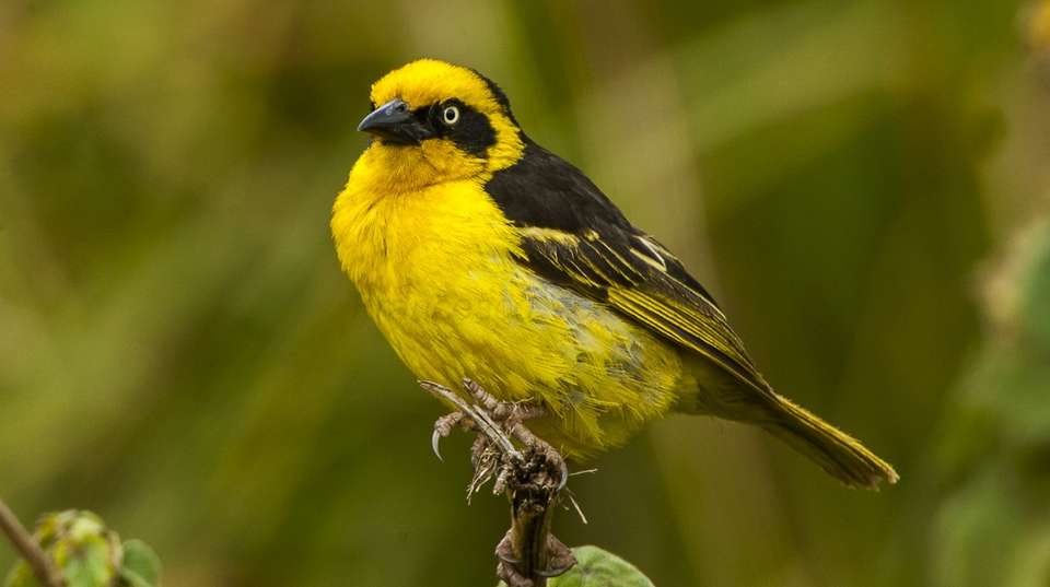 Birdwatching  & Mammals Safari | 10 Days - Expect In Africa Safari - Tanzania - Image 6
