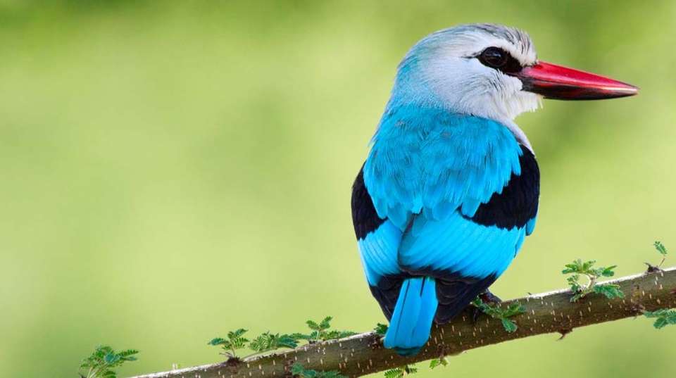 Birdwatching  & Mammals Safari | 10 Days - Expect In Africa Safari - Tanzania - Image 7