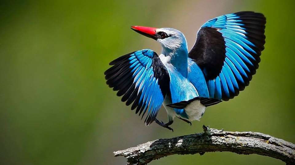 Birdwatching  & Mammals Safari | 10 Days - Expect In Africa Safari - Tanzania - Image 8