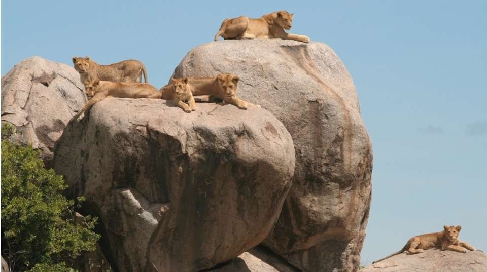 10 Days Family Package - Hope Adventures Safaris - Tanzania - Image 3