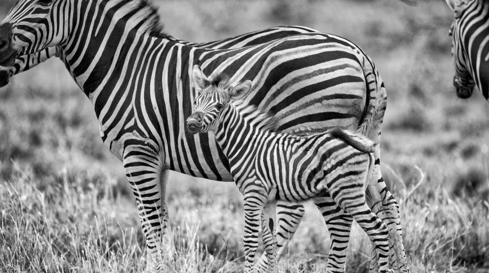 10 DAYS KENYA BUSH AND BEACH SAFARI - Sir Michaels Tours And Safaris - Kenya - Image 2