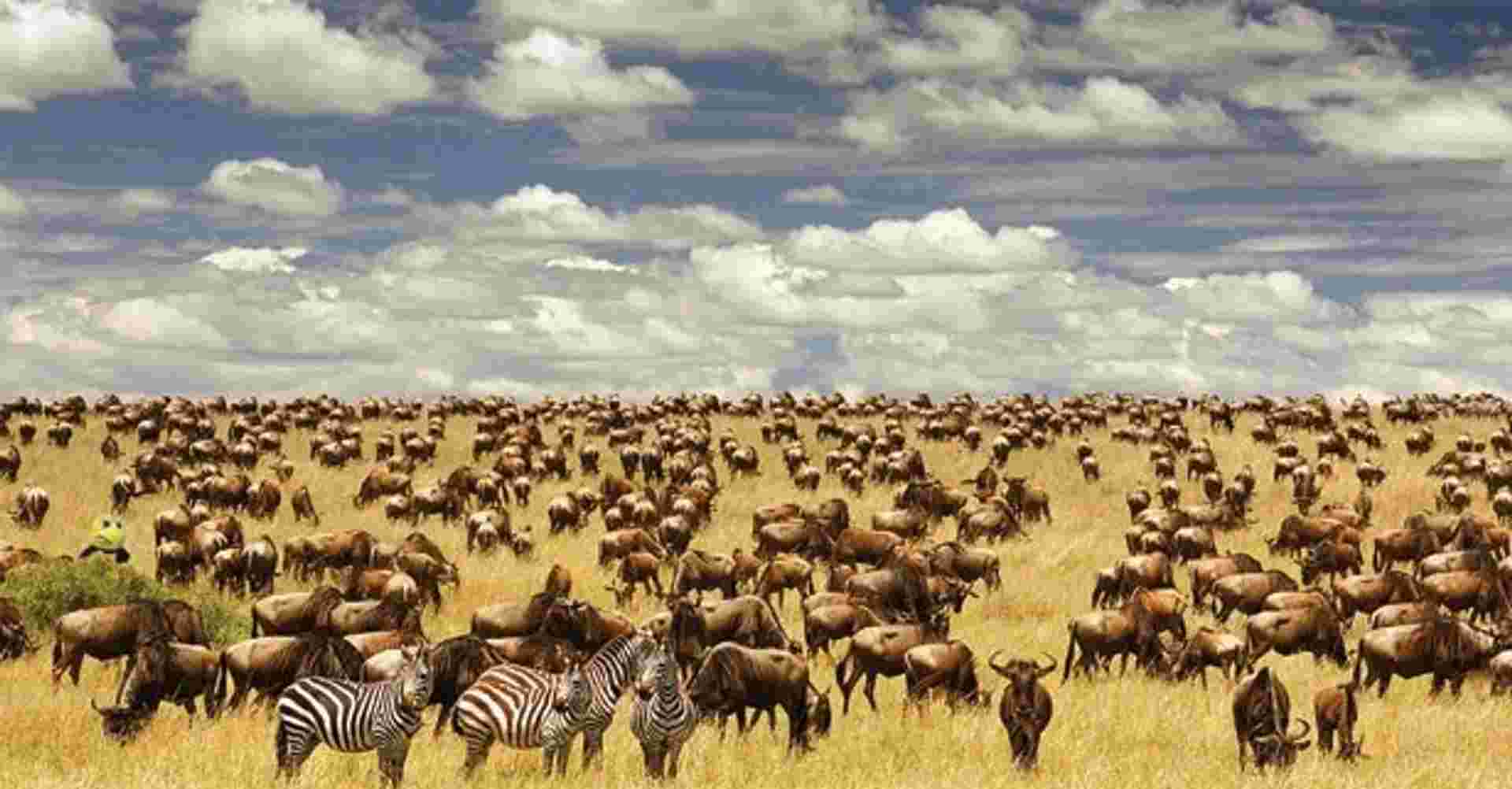 10-Days Special Serengeti Migration Safari