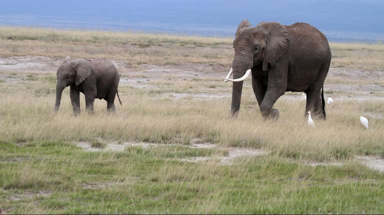 Tanzania Wildlife Safari & Zanzibar Beaches: 10 Days trip - alternative tour available