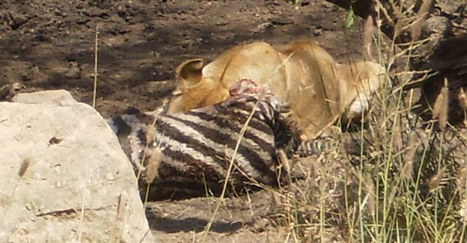 10 Days Wildlife and Masai Experience Safari Package - Nature Responsible Safari Company Ltd - Tanzania - Image 3