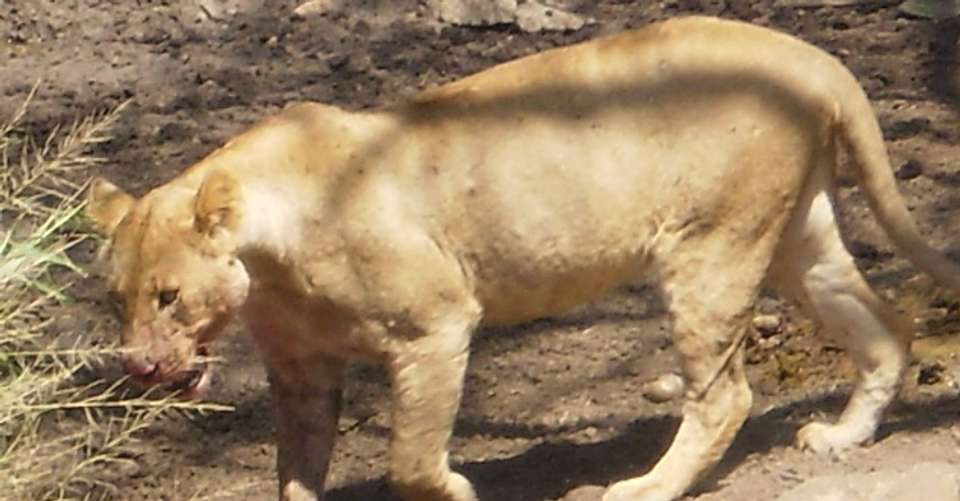 10 Days Wildlife and Masai Experience Safari Package - Nature Responsible Safari Company Ltd - Tanzania - Image 4