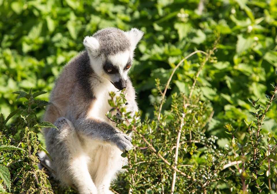 1000 Views of Madagascar - Indus Travels - Madagascar - Image 4