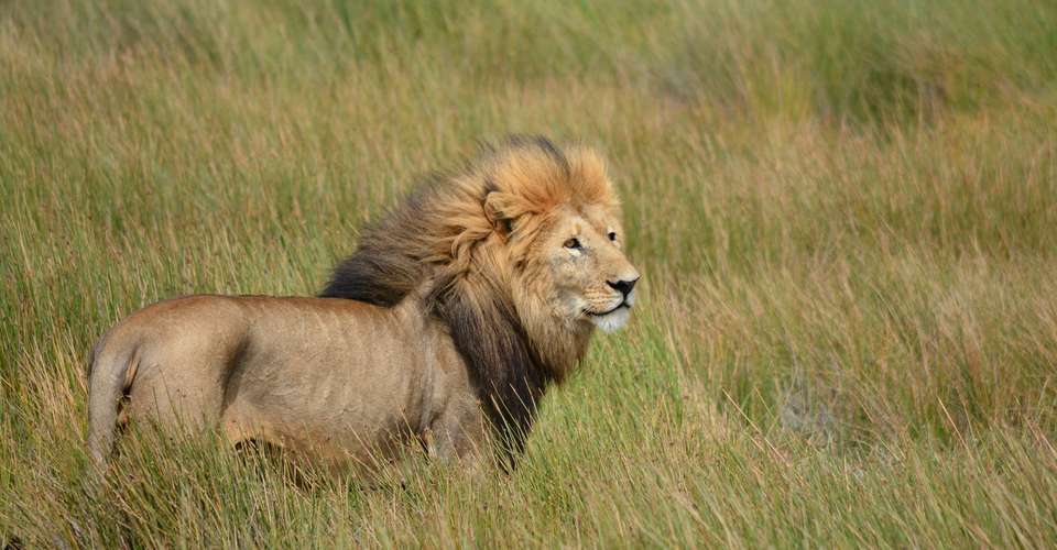 11 Days Complete Tanzania Safari Package Mwanza to Arusha - East African Safari And Touring Company - Tanzania - Image 2
