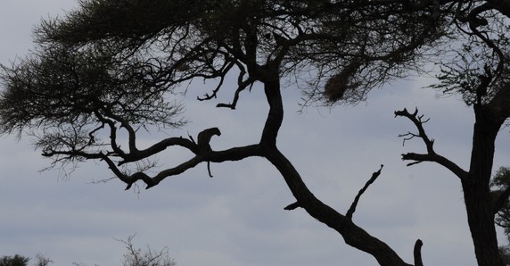 Image 5 of 8