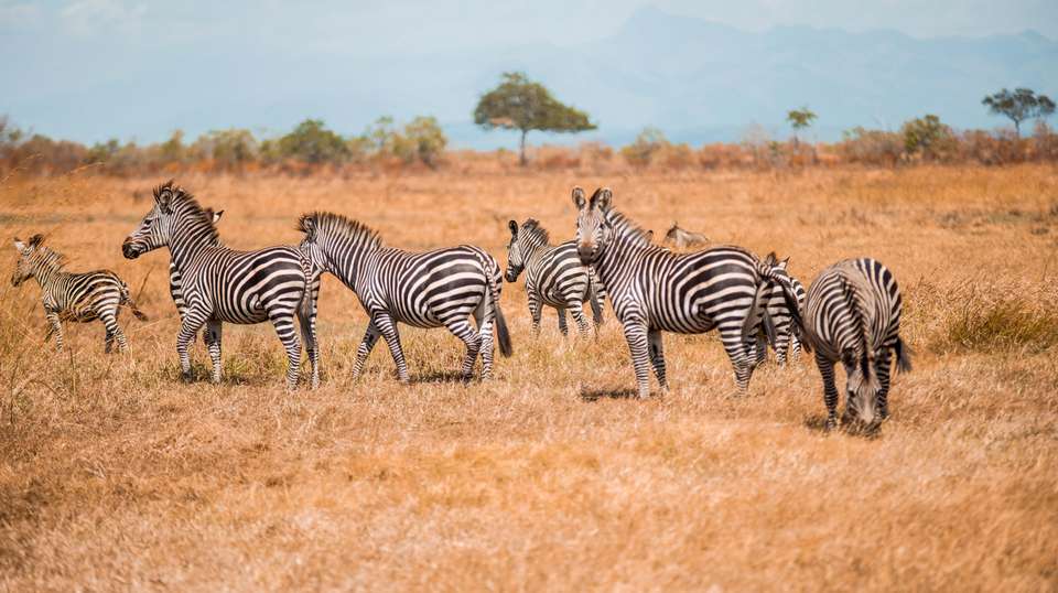 10 Days – Hidden Safari Treasures of Southern Tanzania - Bush 2 City Adventure - Tanzania - Image 12