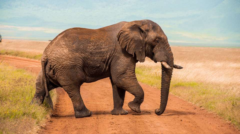 10 Days – Hidden Safari Treasures of Southern Tanzania - Bush 2 City Adventure - Tanzania - Image 19