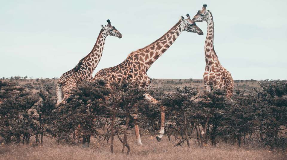 10 Days – Hidden Safari Treasures of Southern Tanzania - Bush 2 City Adventure - Tanzania - Image 18