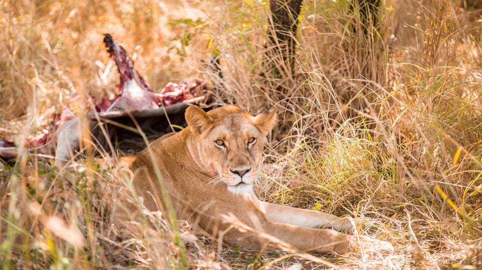 10 Days – Hidden Safari Treasures of Southern Tanzania - Bush 2 City Adventure - Tanzania - Image 17
