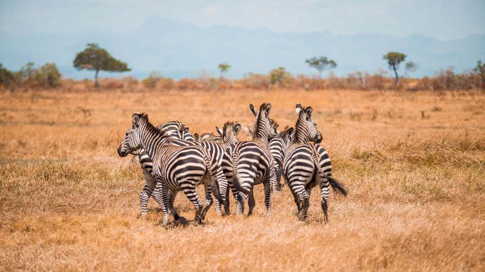 10 Days – Hidden Safari Treasures of Southern Tanzania - Bush 2 City Adventure - Tanzania - Image 16