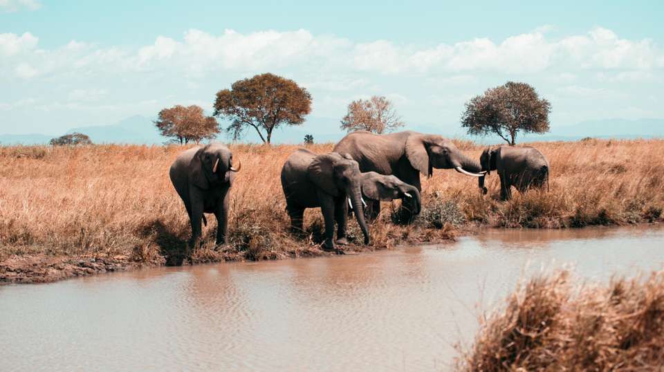 10 Days – Hidden Safari Treasures of Southern Tanzania - Bush 2 City Adventure - Tanzania - Image 15