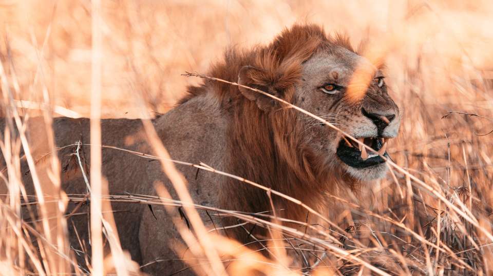 10 Days – Hidden Safari Treasures of Southern Tanzania - Bush 2 City Adventure - Tanzania - Image 14