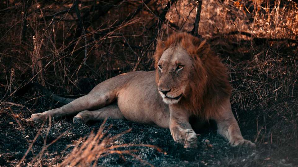 10 Days – Hidden Safari Treasures of Southern Tanzania - Bush 2 City Adventure - Tanzania - Image 2
