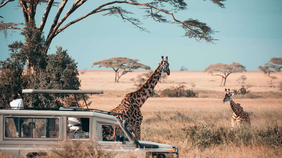10 Days – Hidden Safari Treasures of Southern Tanzania - Bush 2 City Adventure - Tanzania - Image 1