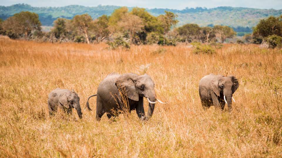 10 Days – Hidden Safari Treasures of Southern Tanzania - Bush 2 City Adventure - Tanzania - Image 13