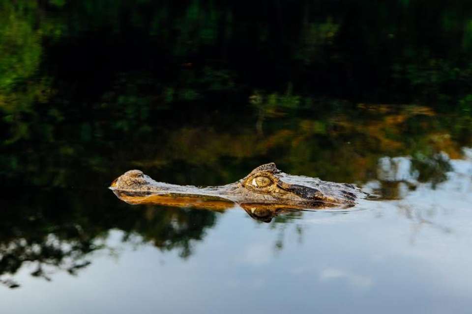 11 Nights in Rio de Janeiro, Foz do Iguazu, Salvador and Amazon - Tangol Tours - Brazil - Image 8