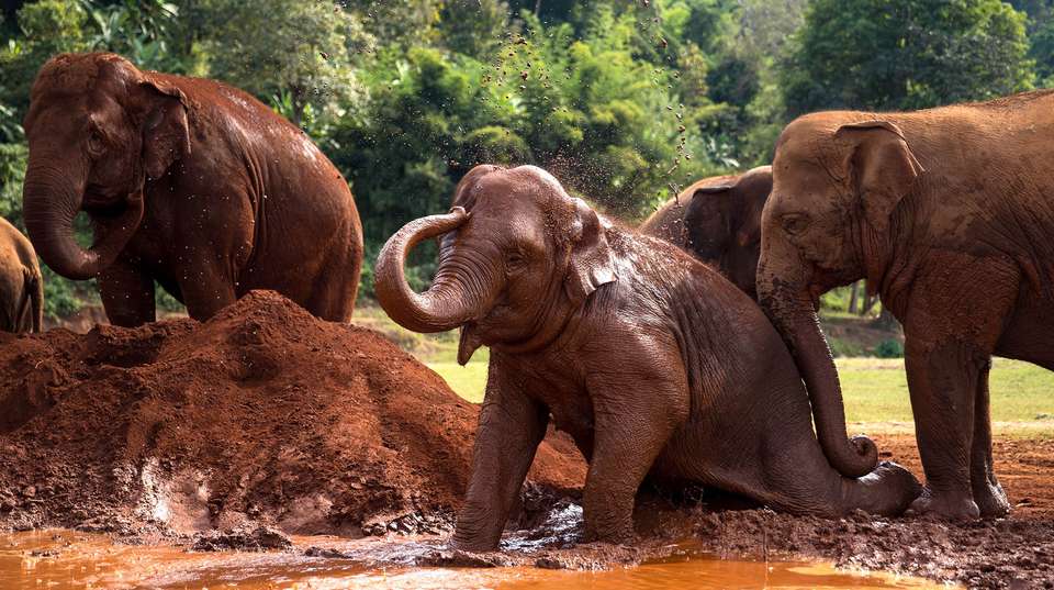 Discover the best of Cambodia and Thailand - undefined - Image 4