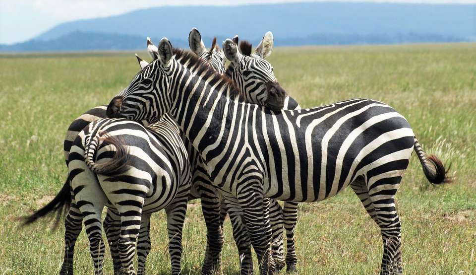 12-day Delta, Chobe  Victoria Falls Accommodated - Acacia Africa - South Africa - Image 5