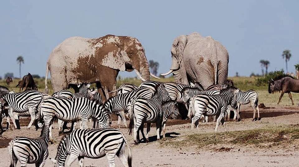 Okavango, Chobe & Victoria Falls: 12 Days - Dk Tours & Safaris - Tanzania - Image 2
