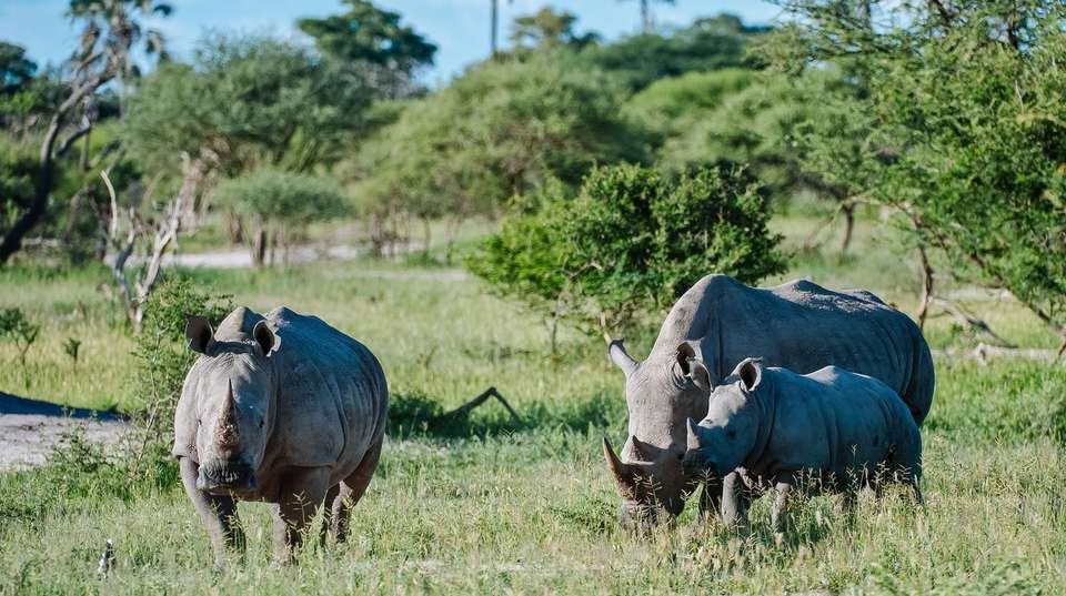 Okavango, Chobe & Victoria Falls: 12 Days - Dk Tours & Safaris - Tanzania - Image 5