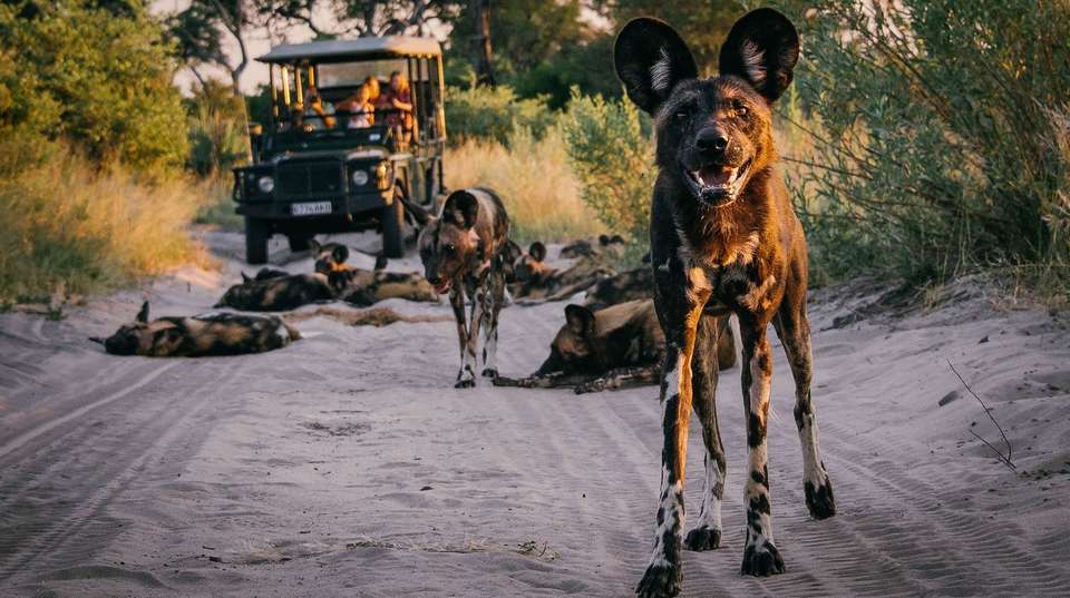 Okavango, Chobe & Victoria Falls: 12 Days - Dk Tours & Safaris - Tanzania - Image 6
